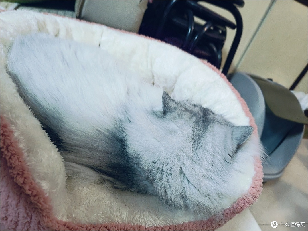养宠好物|四季通用宠物窝垫:秋冬保暖、四季好睡的猫狗小床