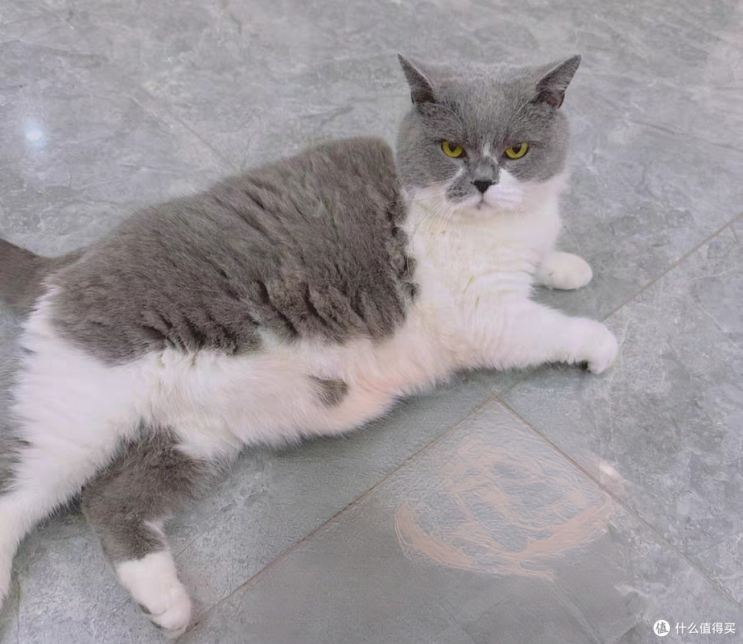 什么猫粮口碑好?猫粮前十排名