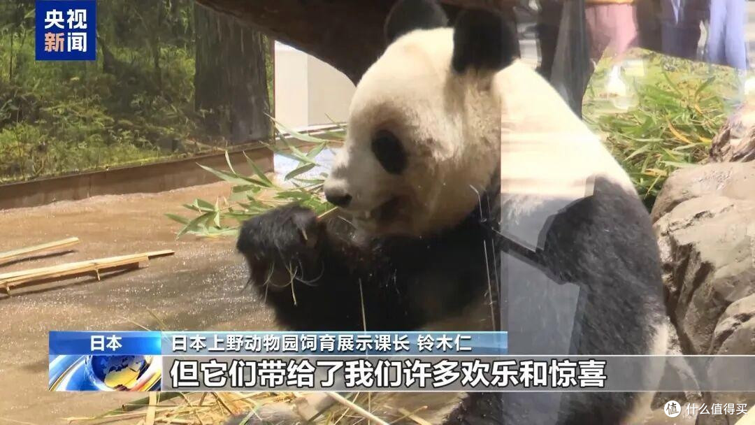 大熊猫回中国后,日本搞出“神操作”:由人扮演大熊猫,关在笼子