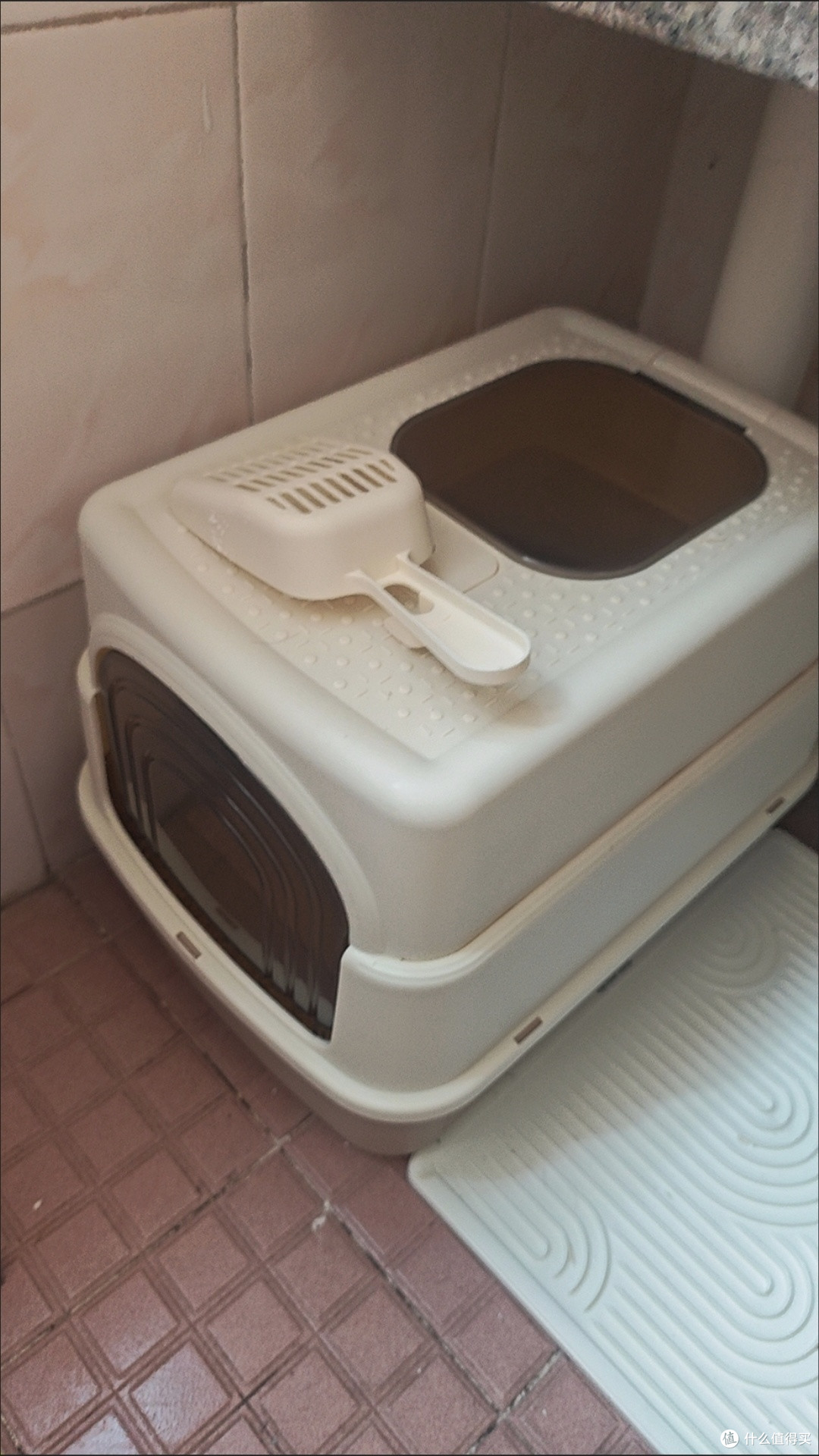养宠一年小结：勤搞卫生，守护猫咪健康