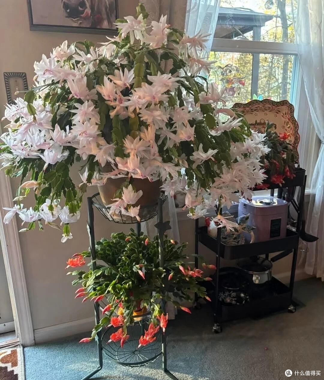 河南大姐,“粉色蟹爪兰爆盆又爆花”,有1000多朵:仙气又壮观!