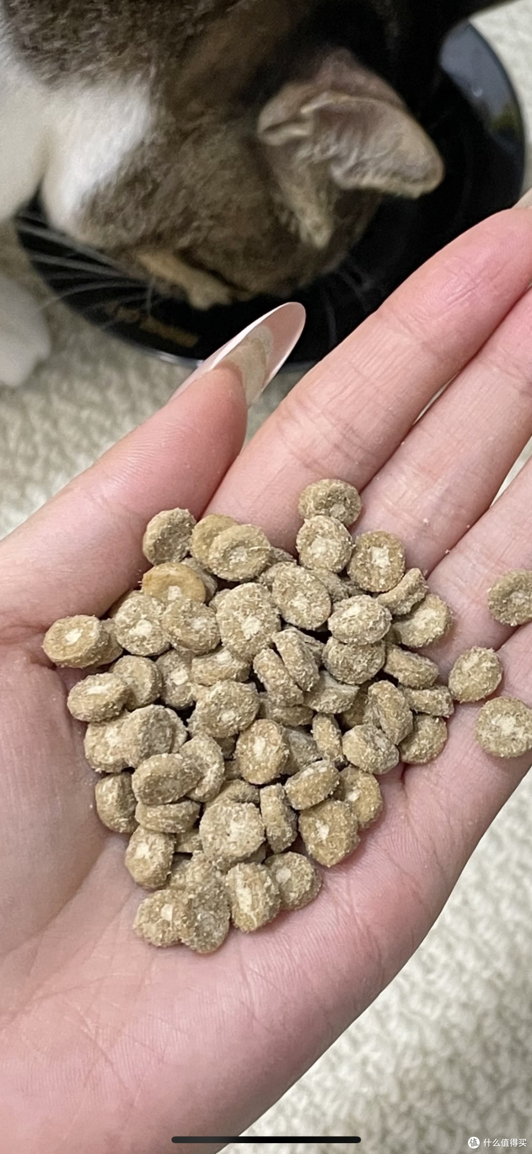 如何挑选适合猫咪的优质猫粮