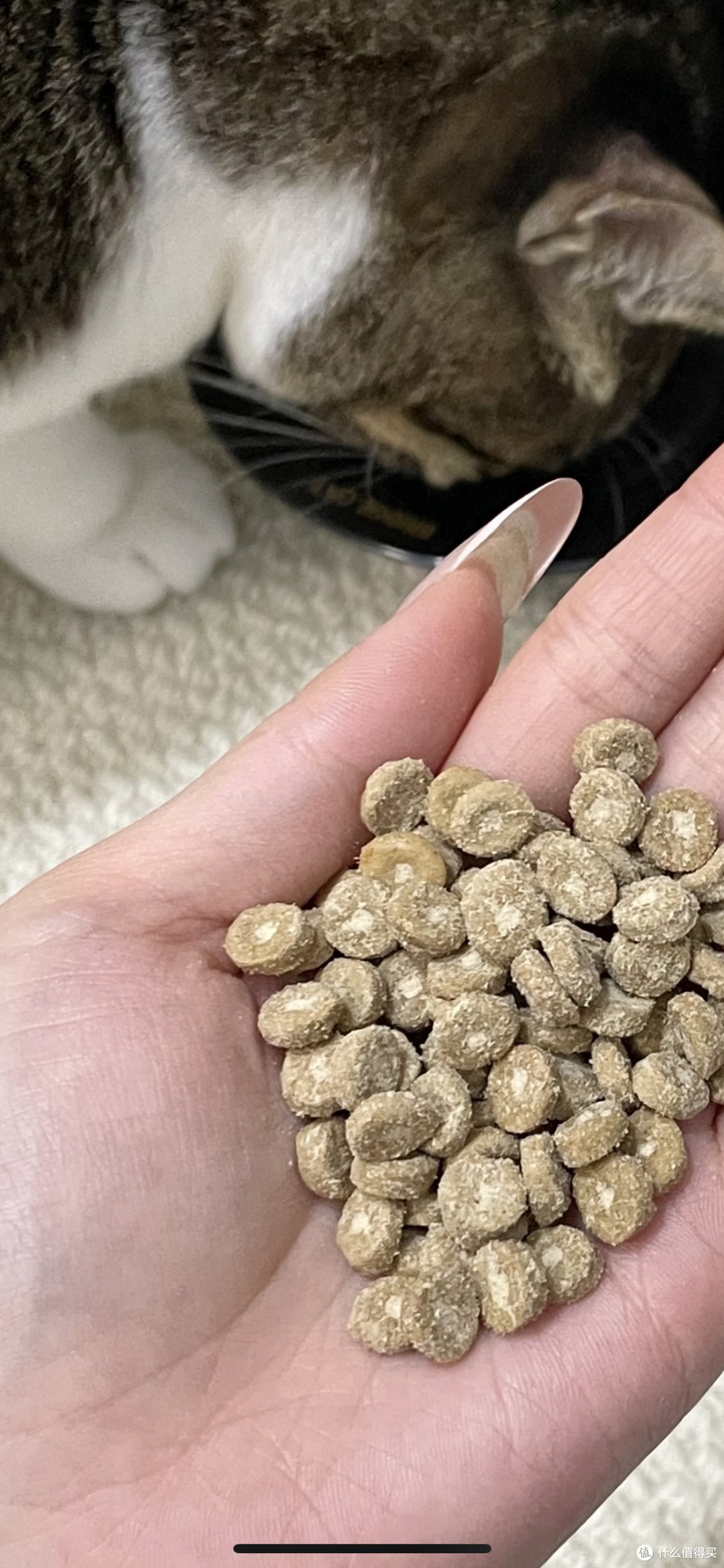 如何挑选适合猫咪的优质猫粮
