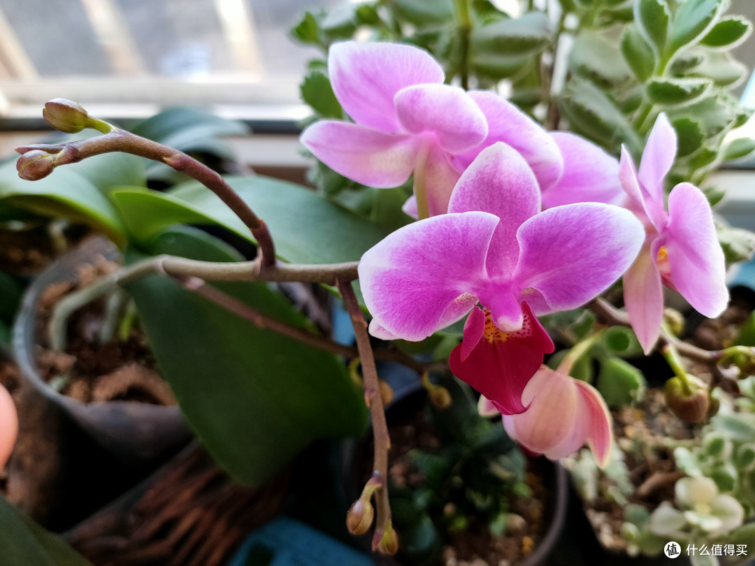 为啥你家蝴蝶兰不开花？懂得催花的“温差信号”，花箭呼呼冒！