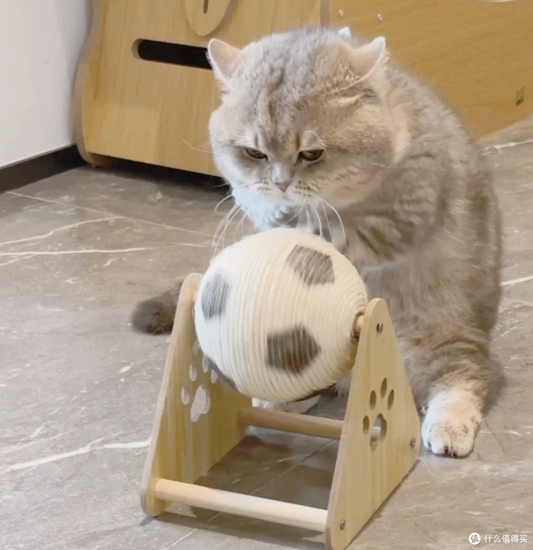 足球猫爪：双旦仪式感与磨爪解压