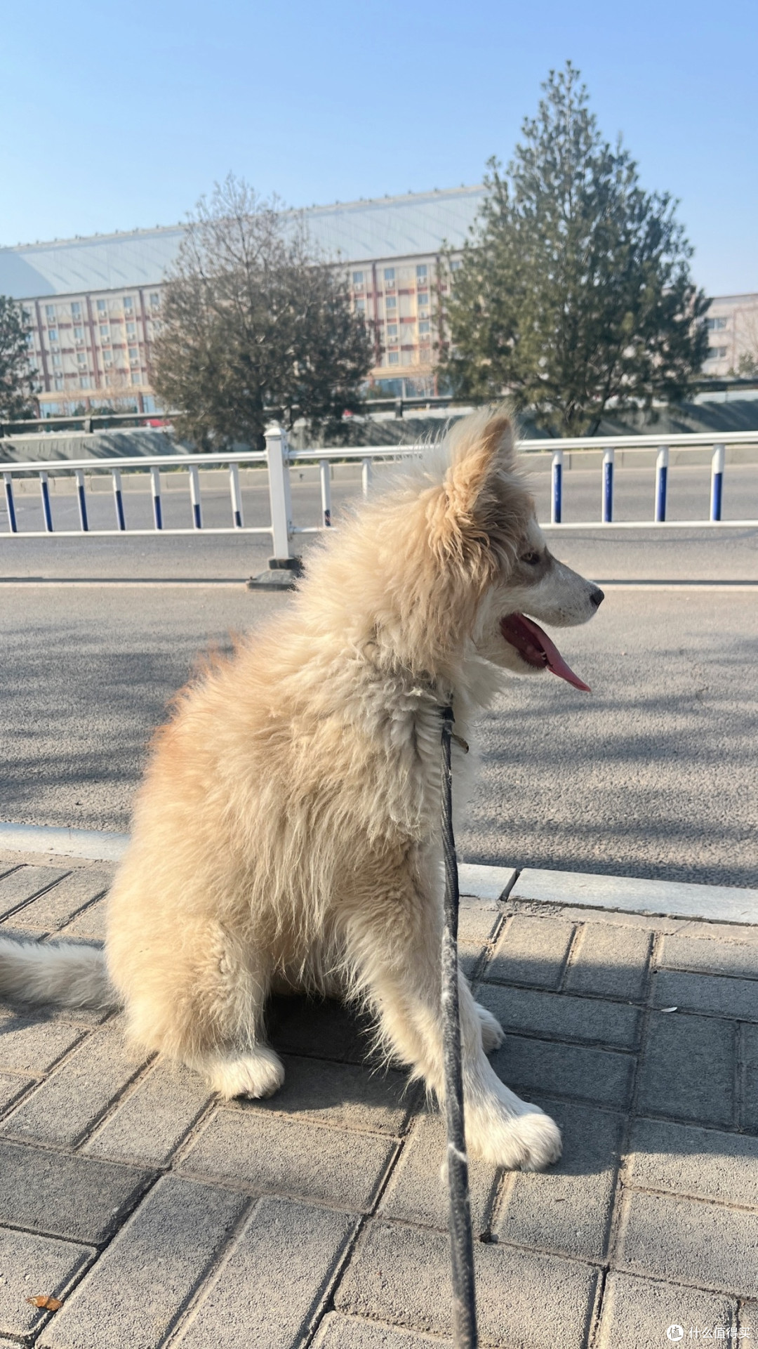 网易严选三拼犬粮试吃体验