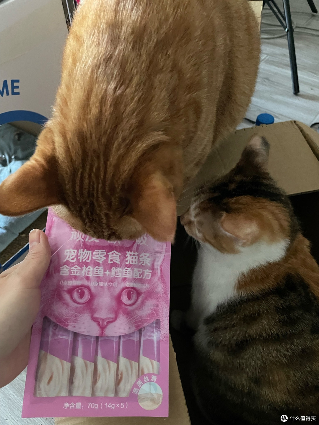 养猫一年,我与猫粮的“持久战”