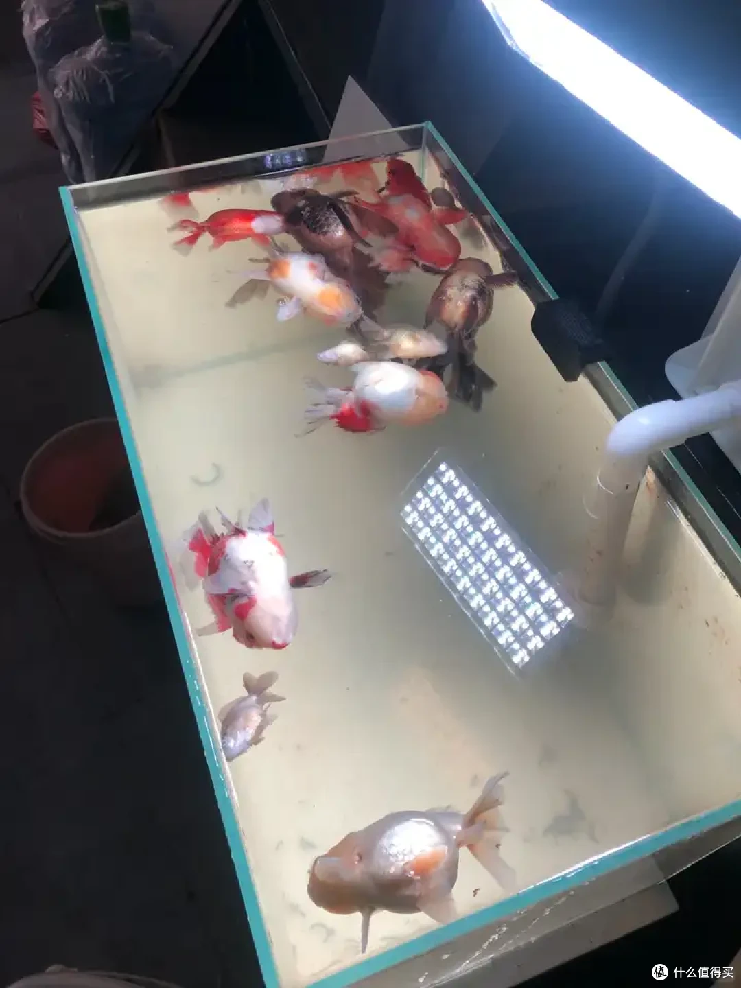 怎么教孩子观察生命周期?这台当贝鱼缸帮我搞定了家里的自然课