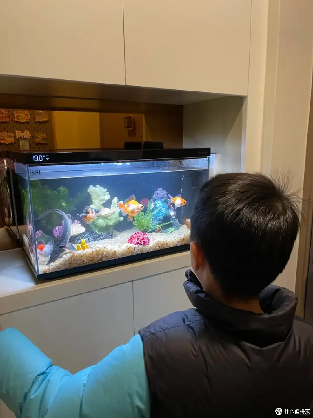怎么教孩子观察生命周期?这台当贝鱼缸帮我搞定了家里的自然课