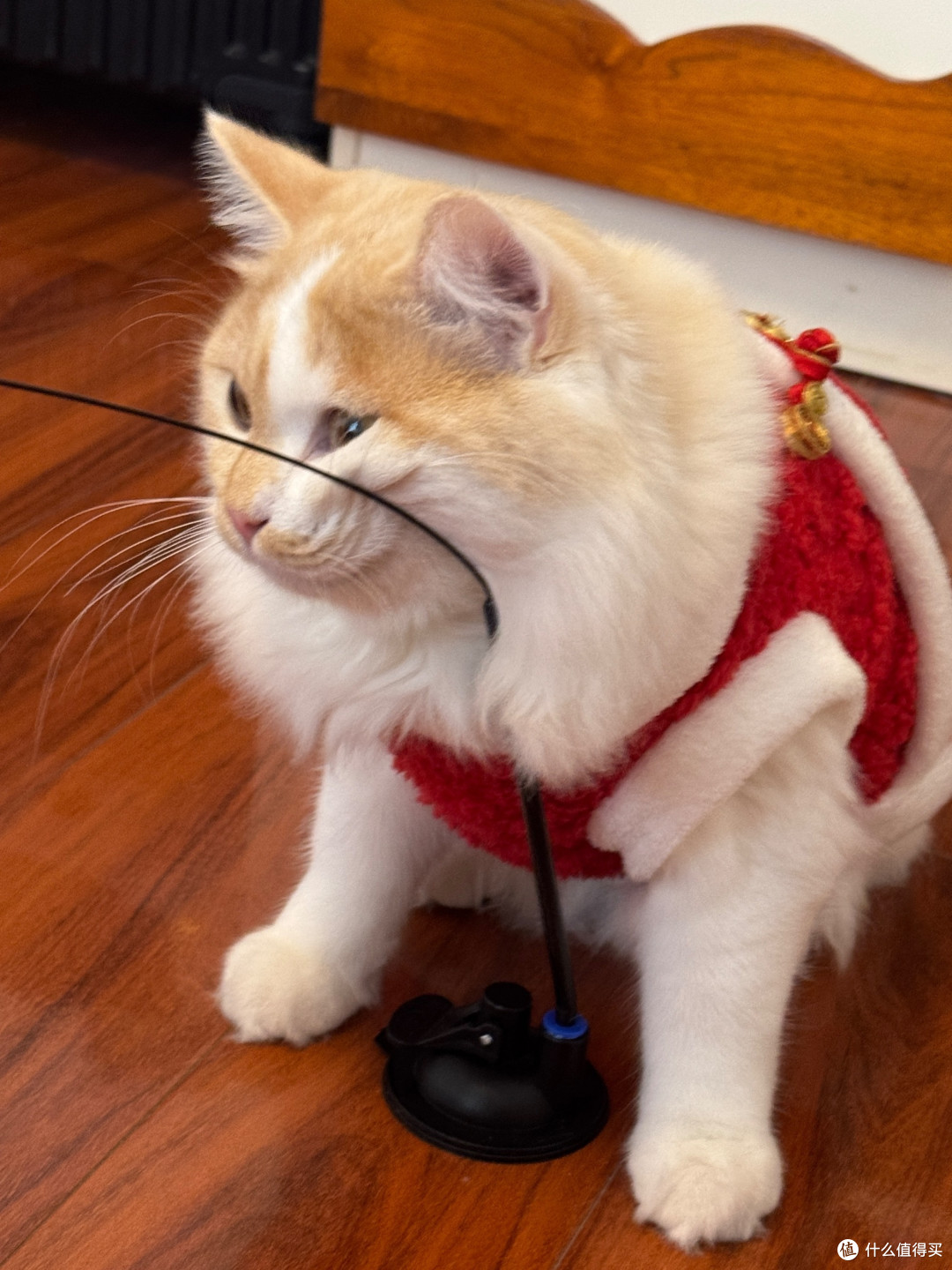 猫咪喜庆红战袍,蓝金渐层布偶穿了超吸睛