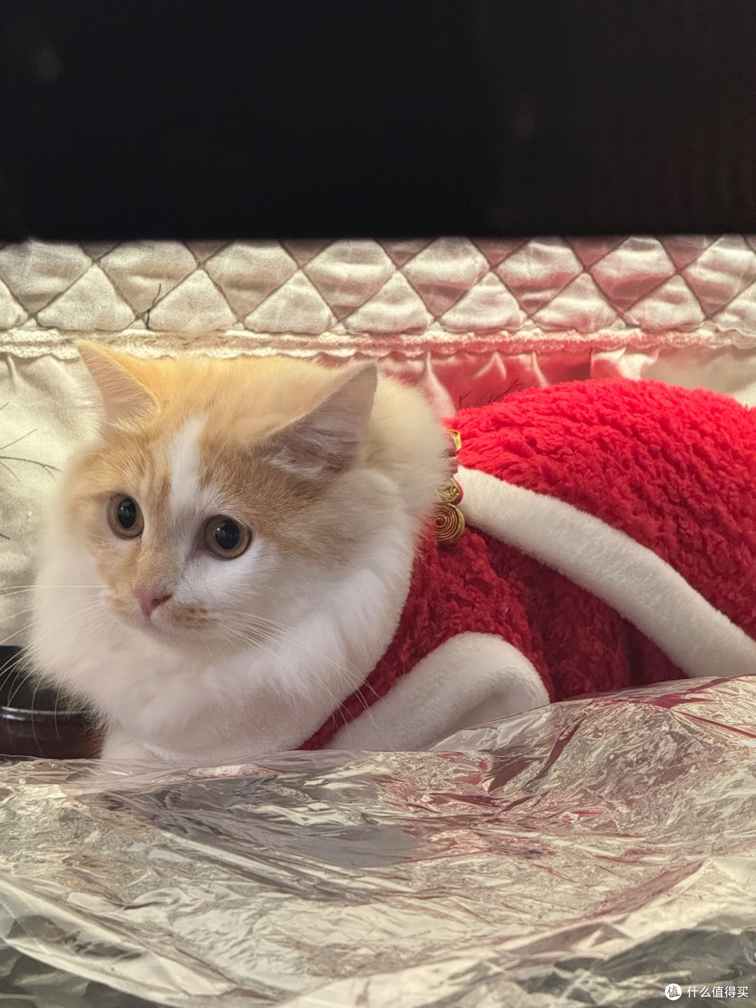 猫咪喜庆红战袍,蓝金渐层布偶穿了超吸睛