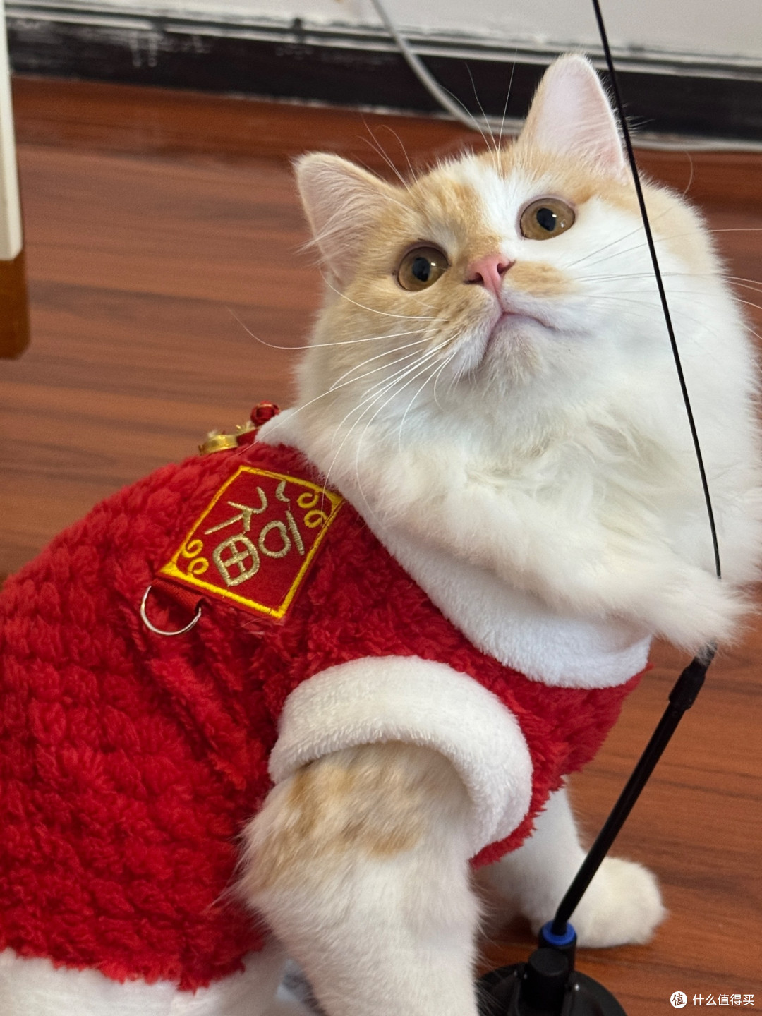 猫咪喜庆红战袍，蓝金渐层布偶穿了超吸睛