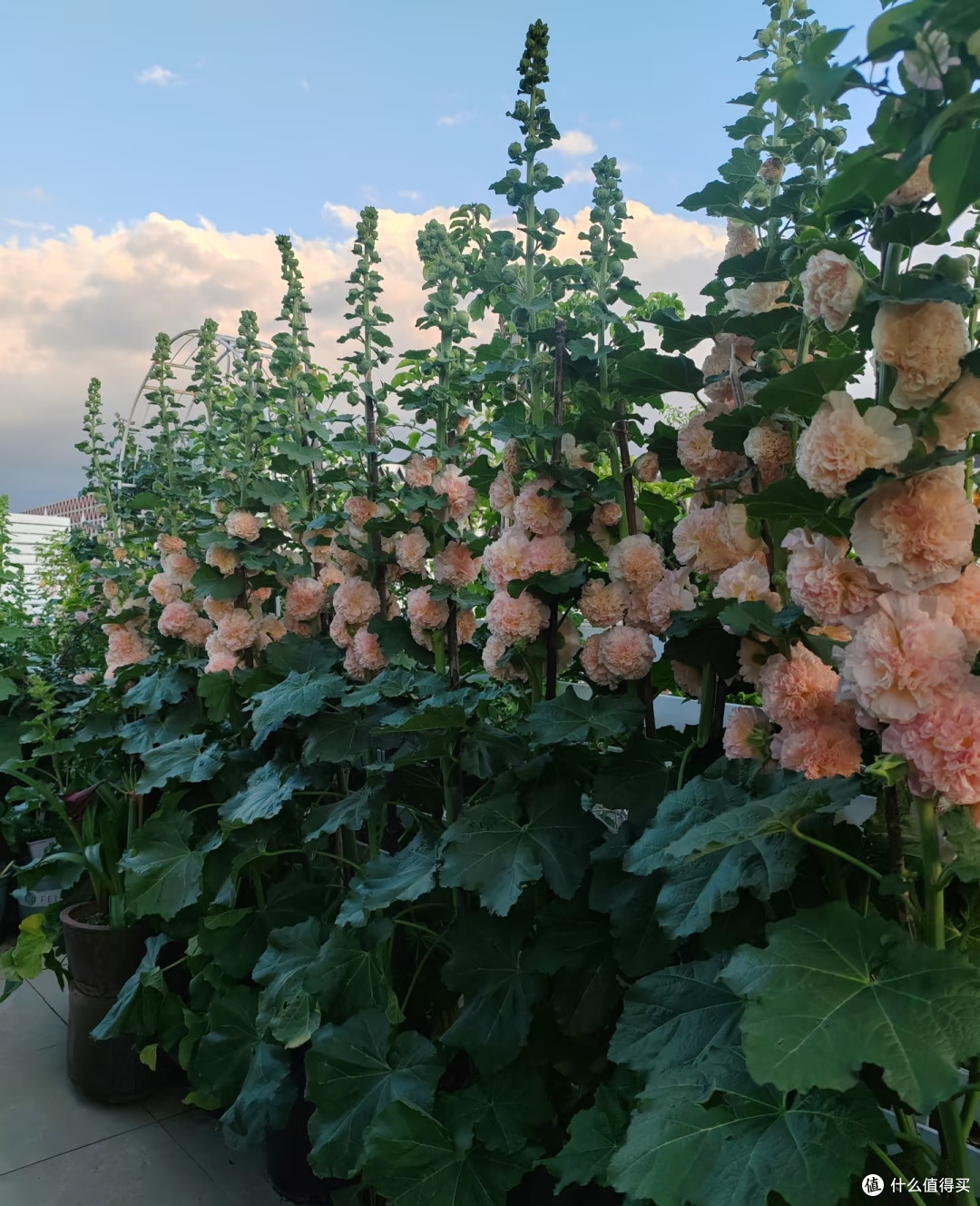 浙江一太太,晒“大美盆栽蜀葵”走红,网友:花开富贵扑面来!