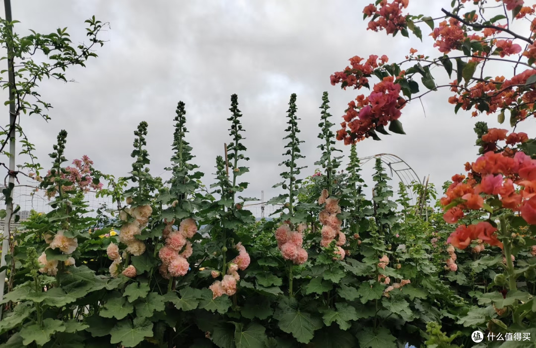 浙江一太太,晒“大美盆栽蜀葵”走红,网友:花开富贵扑面来!