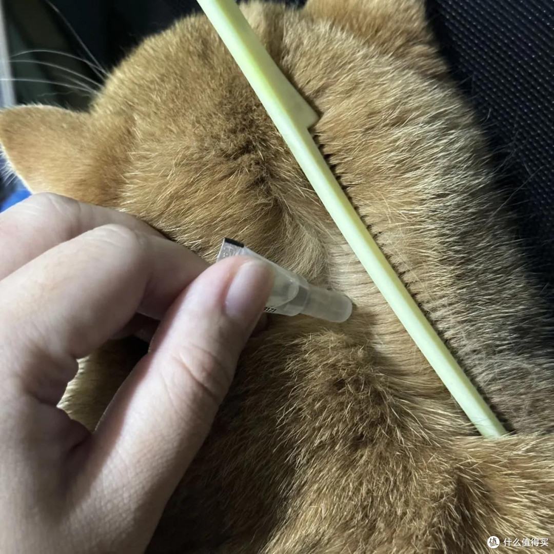 宠物健康护理的细节与经验