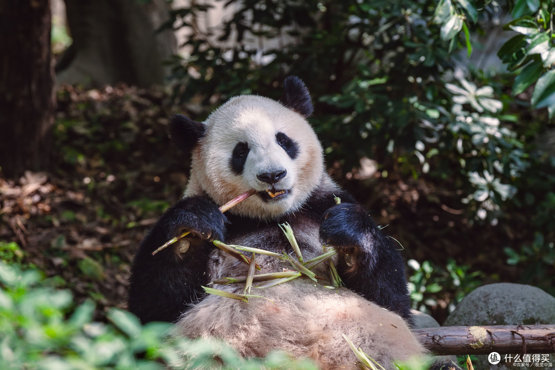 飞悦易登机是骗人吗?一份助你安逸逛吃蓉城的成都旅行攻略