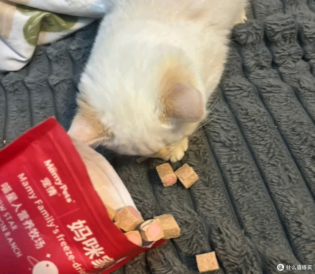 双旦冻干零食,宠物健康守护