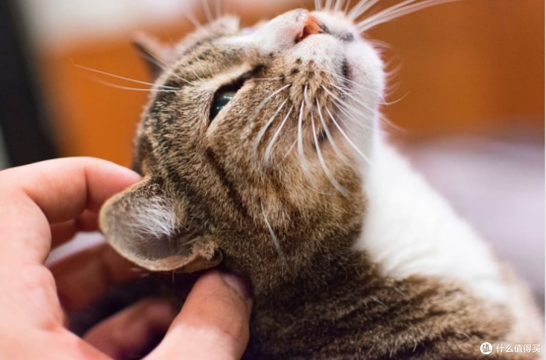 猫粮哪个品牌好！