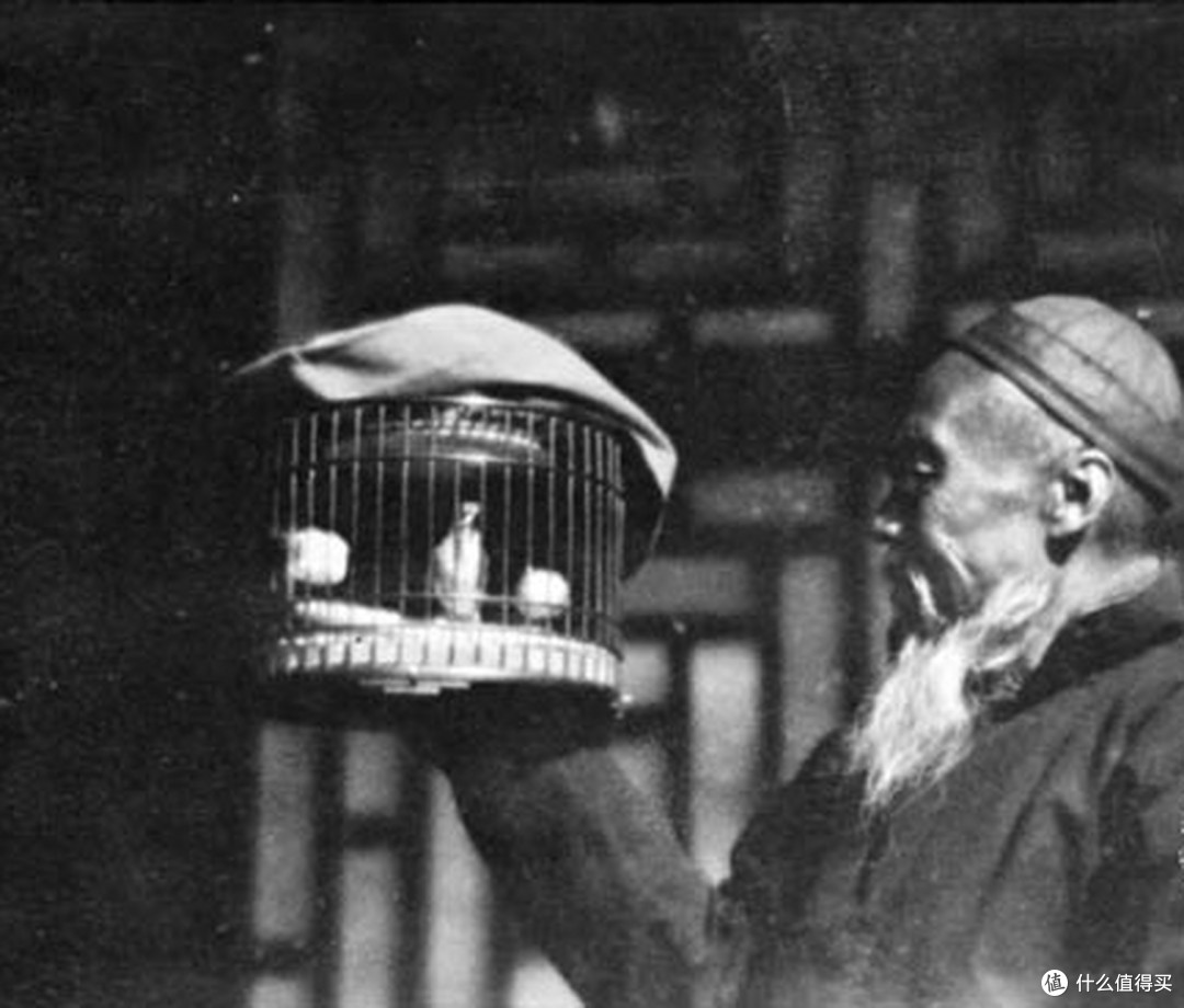 为啥少见北京人遛鸟了?中国这四大名鸟成二级保护动物