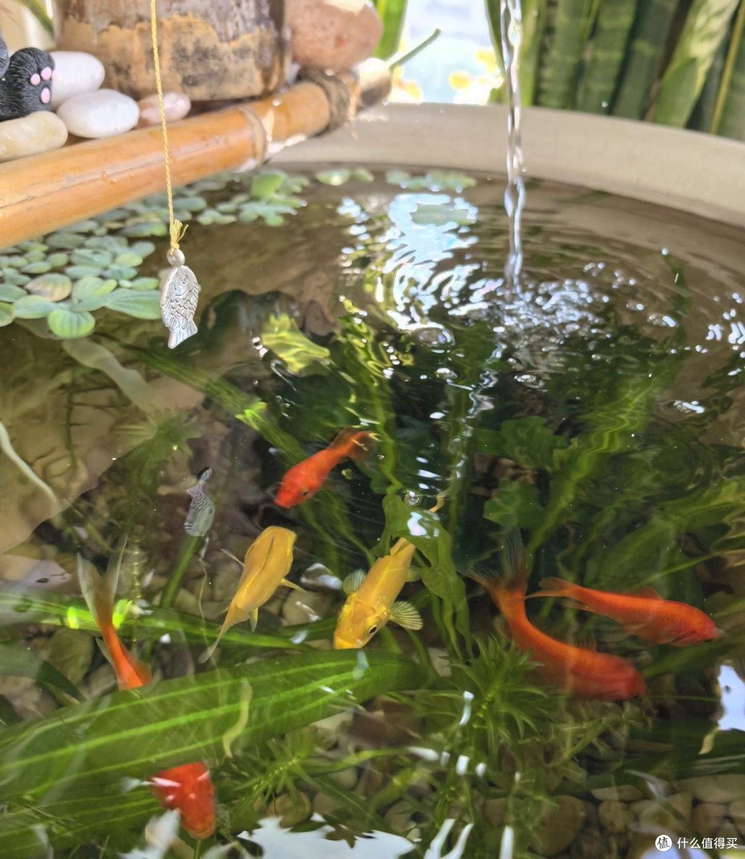 古法缸一年养成记!踩坑无数,终得一方治愈小天地
