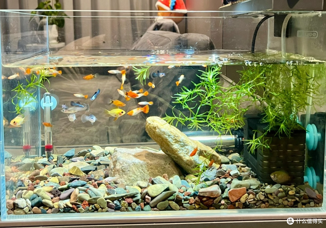 养鱼一年悟透水质秘诀！鱼缸持久干净透亮，新手照搬就会 