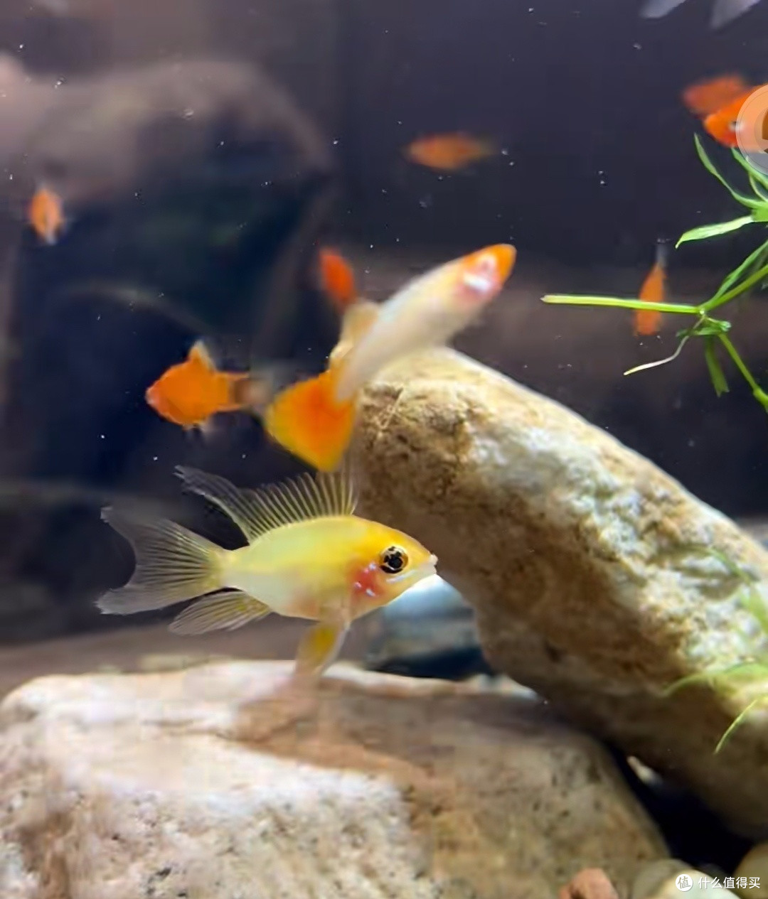养鱼一年悟透水质秘诀！鱼缸持久干净透亮，新手照搬就会 