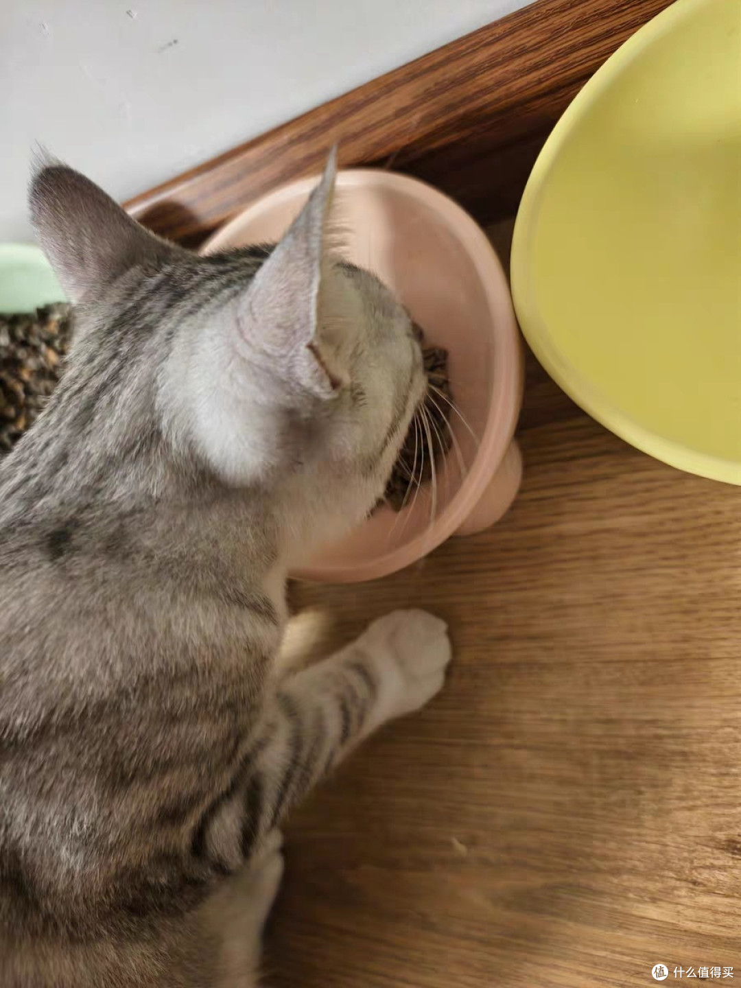优质肉类配方，满足猫咪营养需求