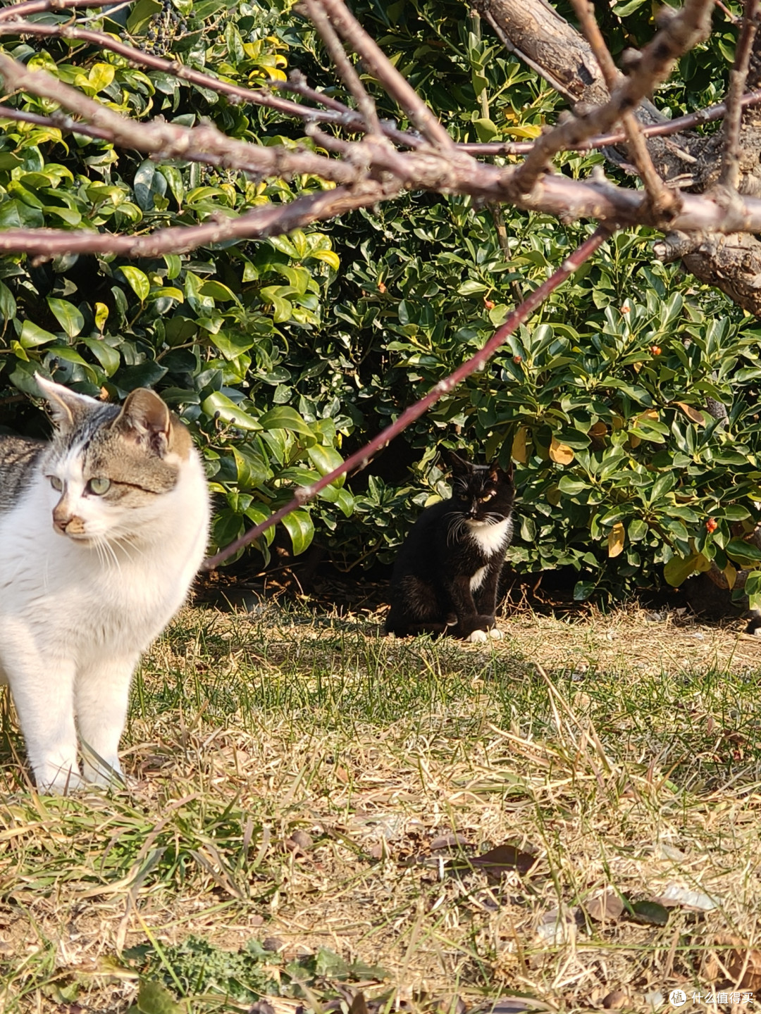 偶遇小猫咪