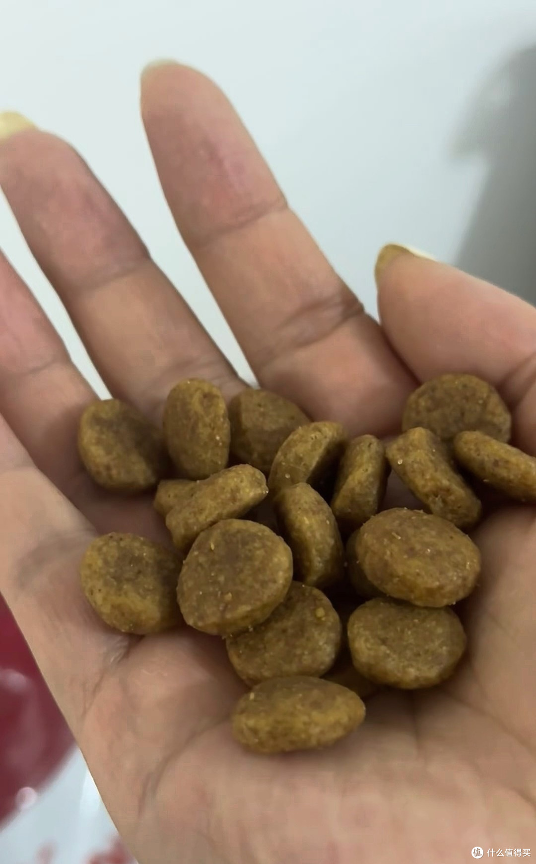 皇家狗粮,老年犬粮选择与关节健康