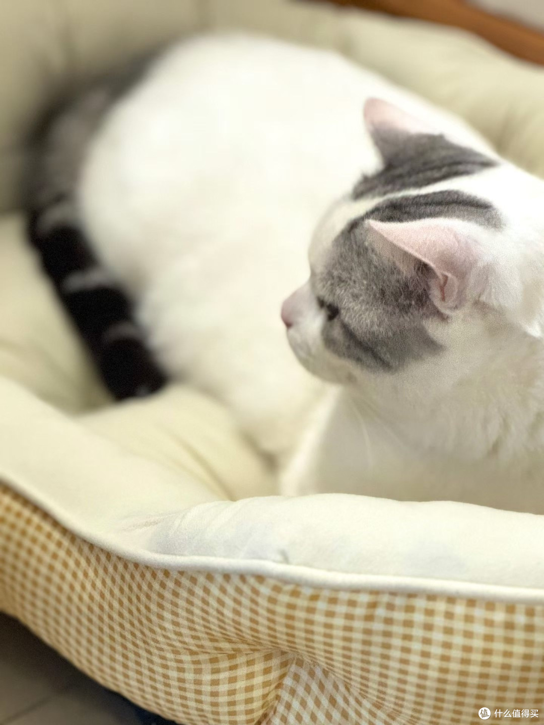 双旦宠物仪式感必备网红花苞宠物窝,猫咪狗狗冬日保暖高颜值睡窝