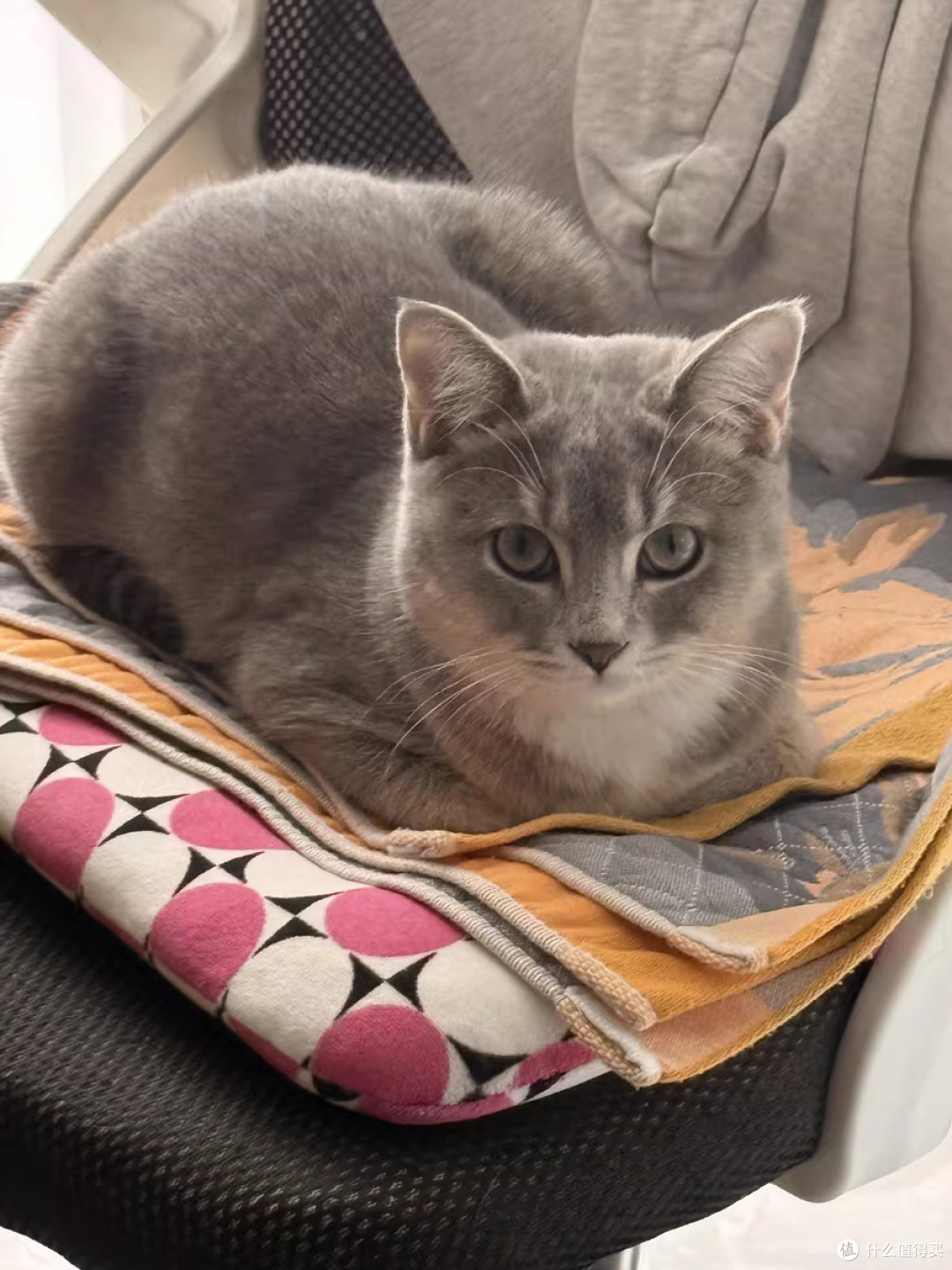 蓝氏猎鸟乳鸽冻干猫粮：营养与仪式感兼备