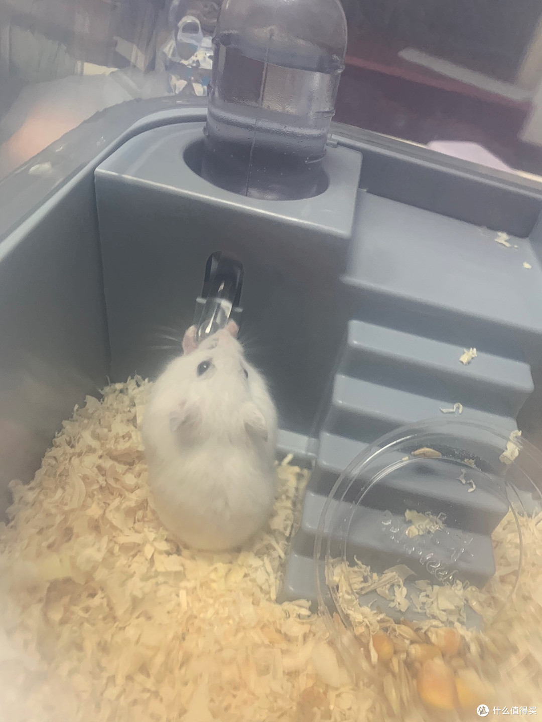 仓鼠双旦时光:装扮与美食