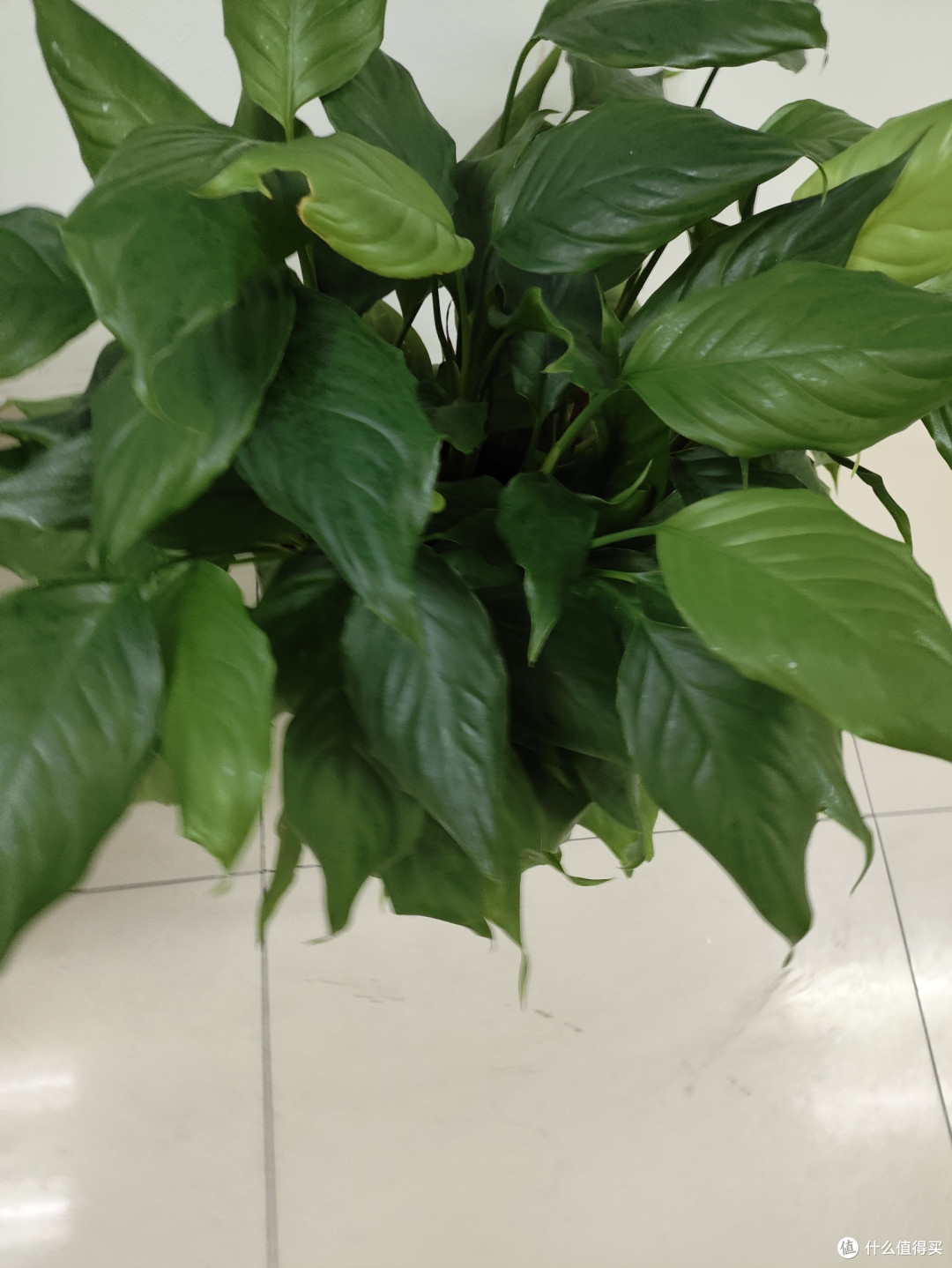 万年青与文学传承