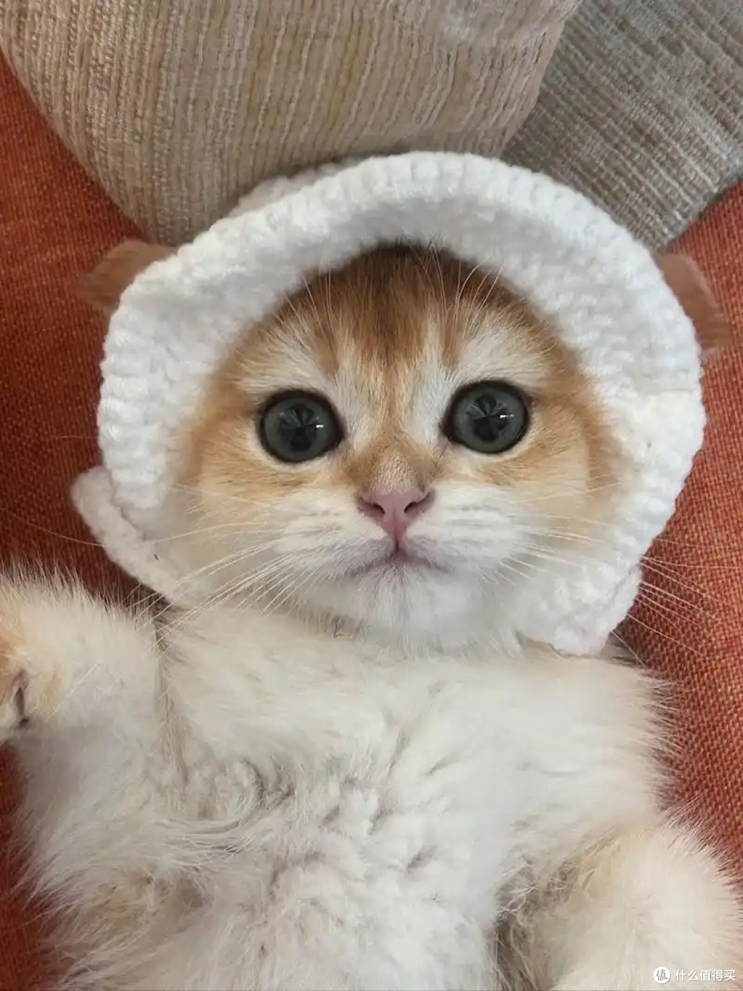 猫咪总爱踩奶?藏着3个温柔的小秘密