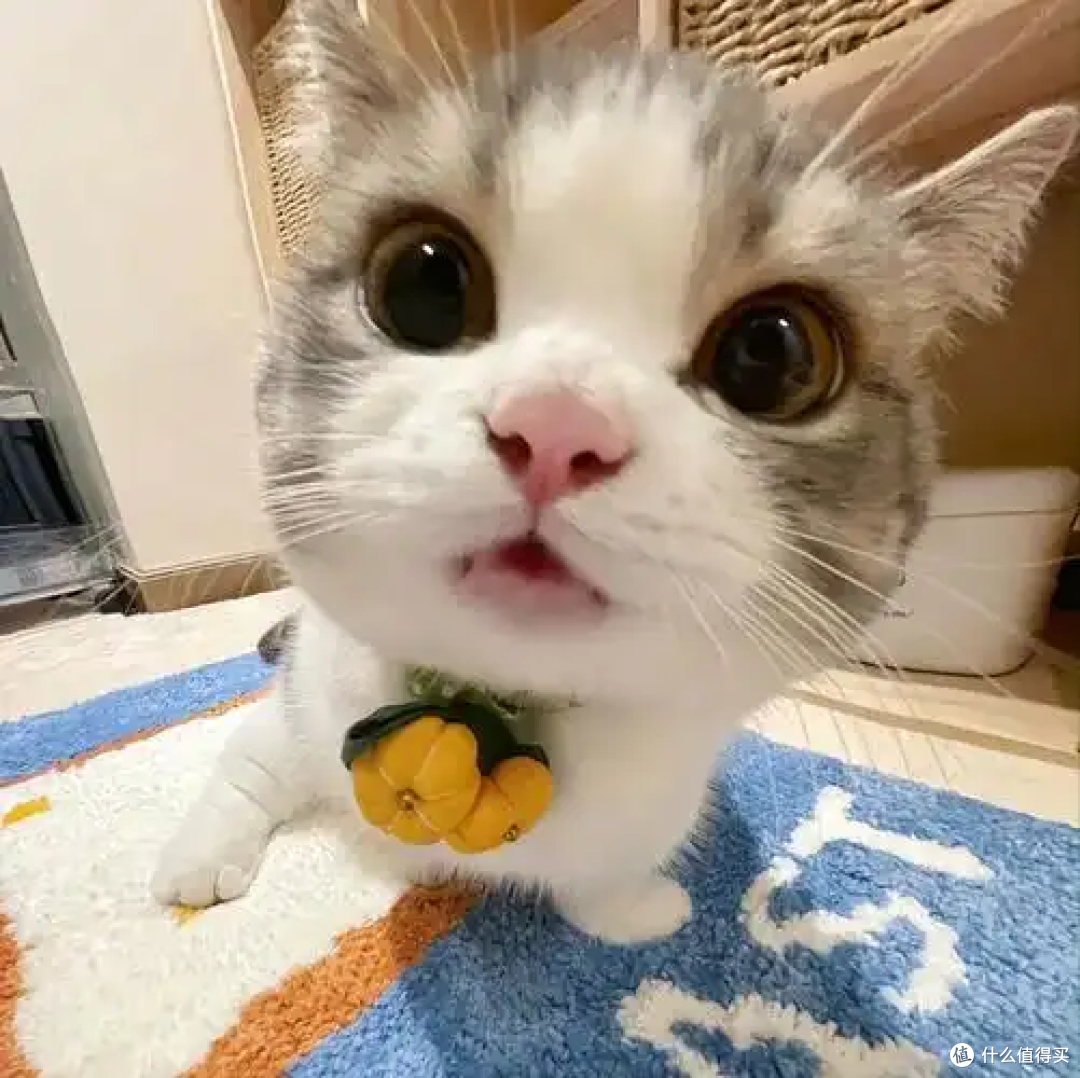 猫咪总爱踩奶?藏着3个温柔的小秘密