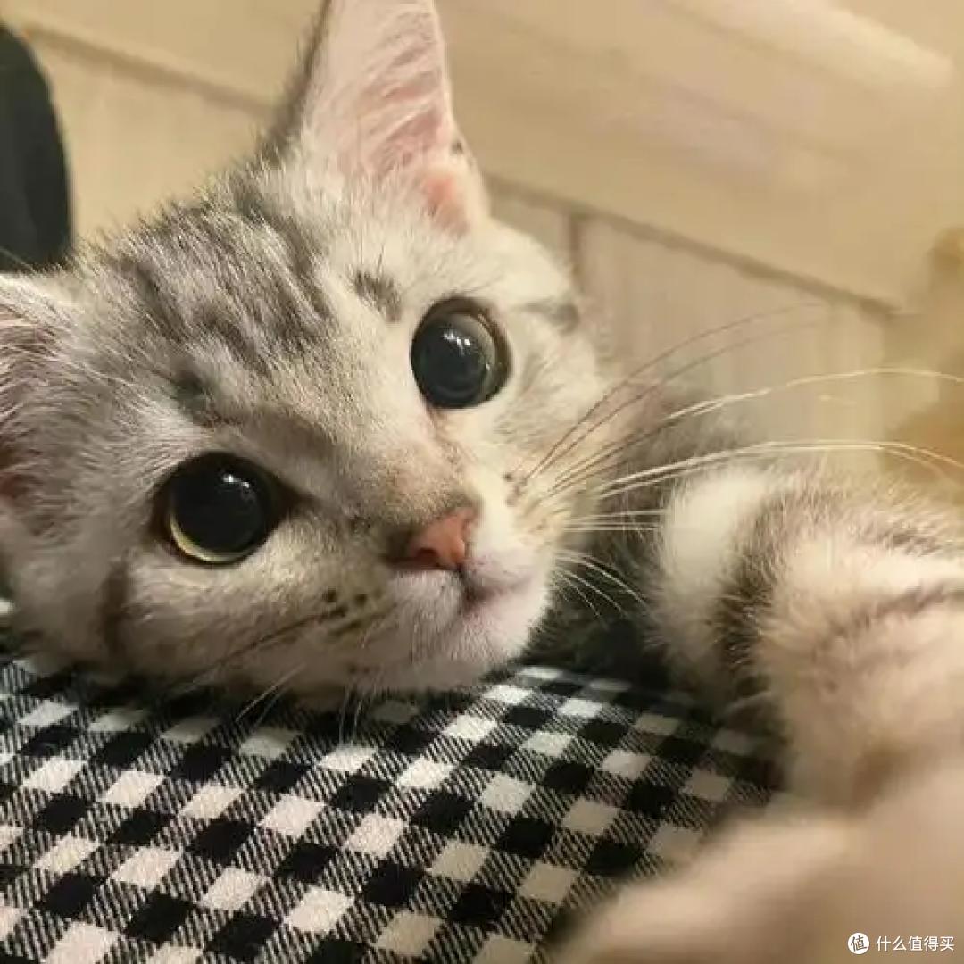 猫咪总爱踩奶?藏着3个温柔的小秘密