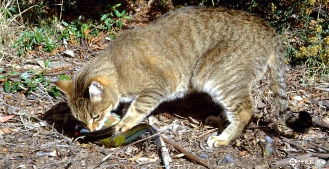 新西兰要对野猫下狠手:2050年前杀光不留,背后全是生态血泪账!
