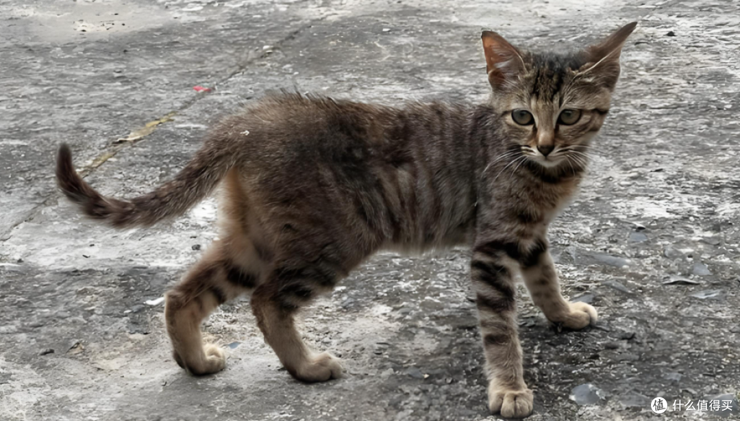 新西兰要对野猫下狠手:2050年前杀光不留,背后全是生态血泪账!