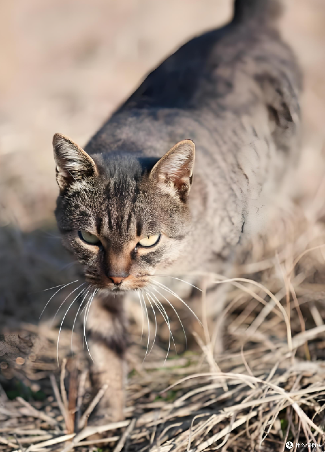 新西兰要对野猫下狠手:2050年前杀光不留,背后全是生态血泪账!