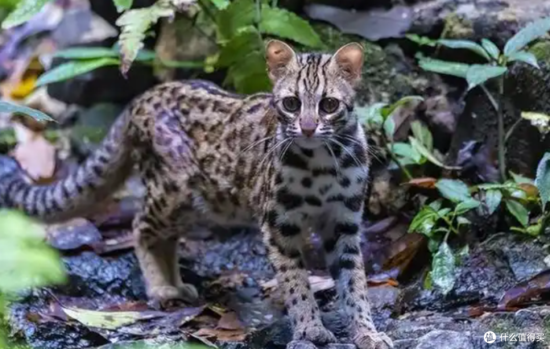 新西兰要对野猫下狠手:2050年前杀光不留,背后全是生态血泪账!