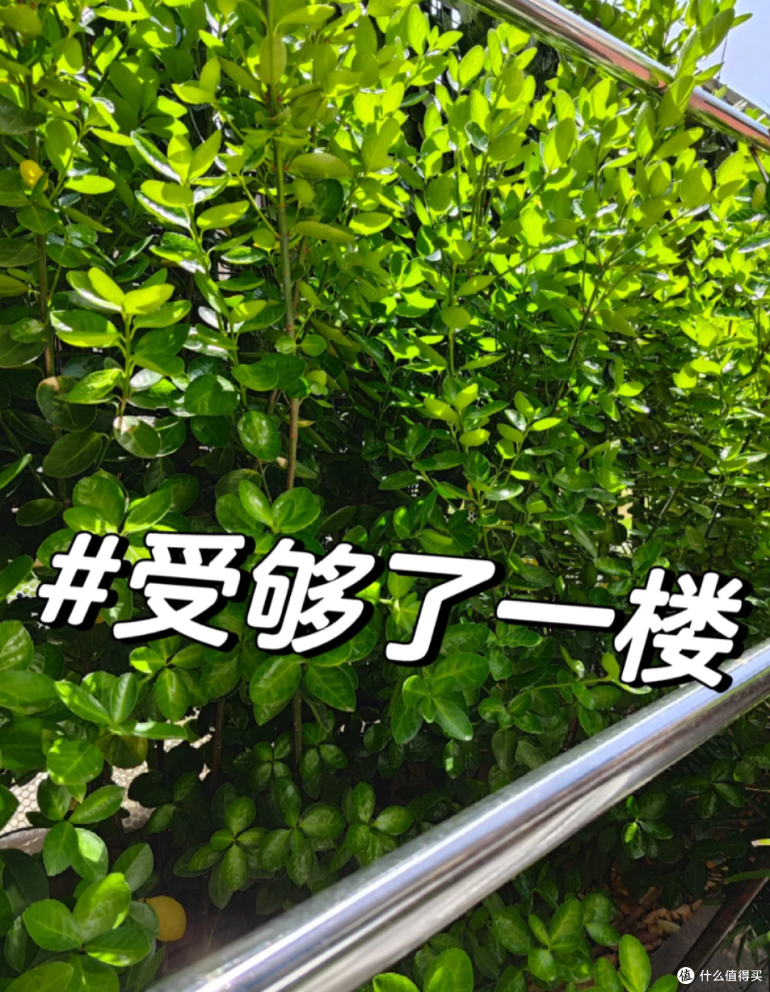 为什么越来越多人,逃离“带院子一楼”,这4个缺点是硬伤!