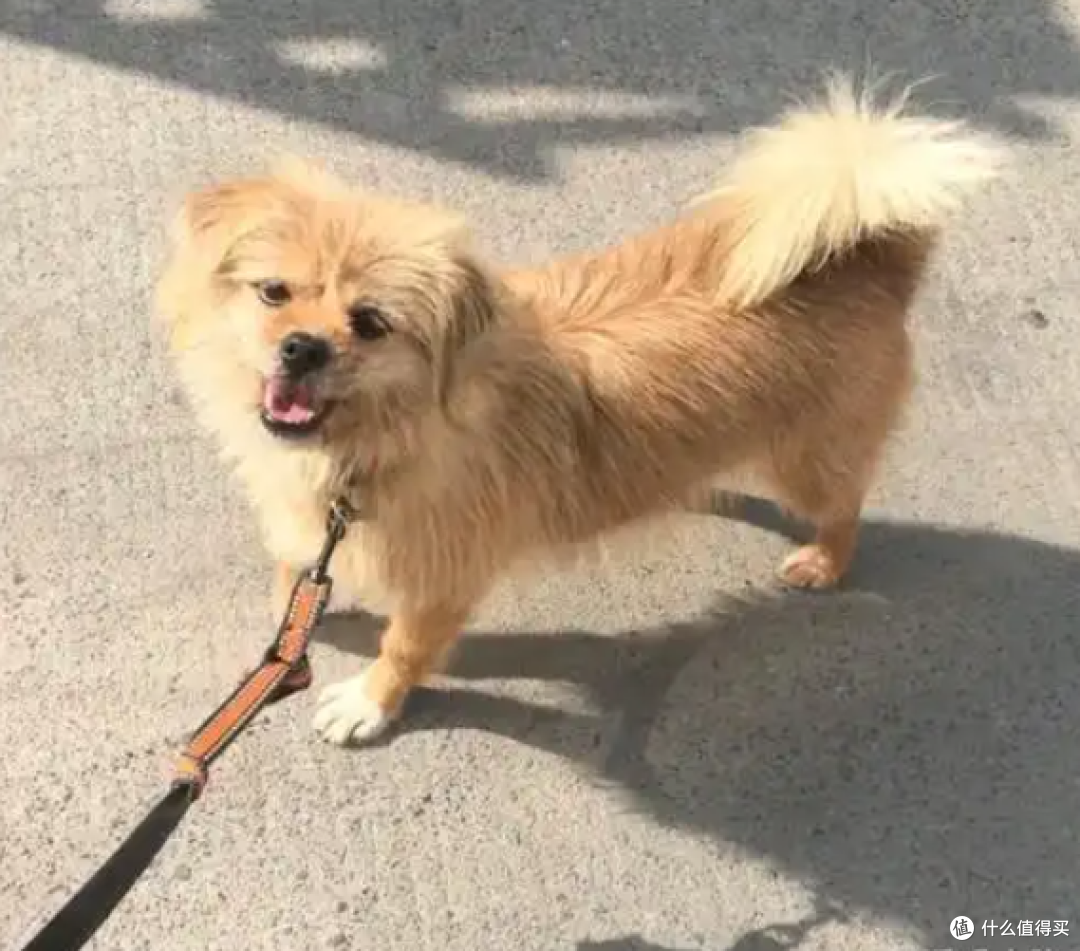 2026养犬新规落地:不拴绳最高拘留10天,这6条红线踩了必被罚