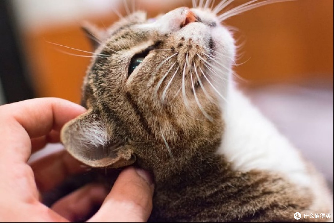 选猫粮需谨慎,原料透明是关键!