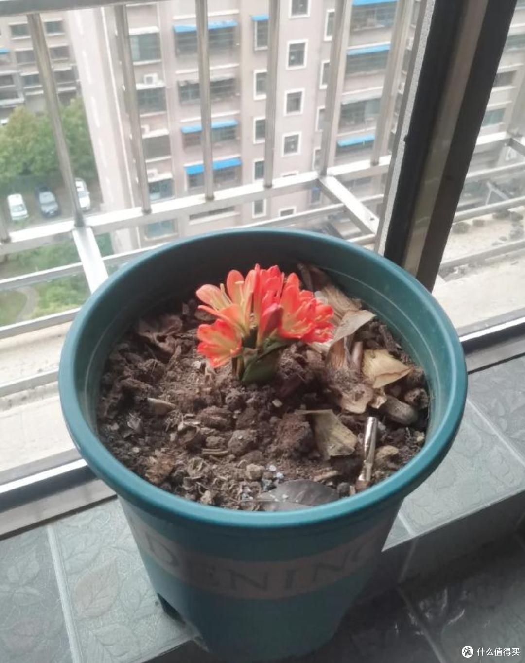 老爸养7年的君子兰,“自杀式”开花了,网友:真要命,不如不开
