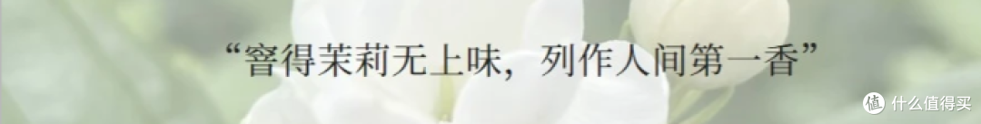 常喝茉莉花茶到底有多治愈？好处和注意事项一次说清楚