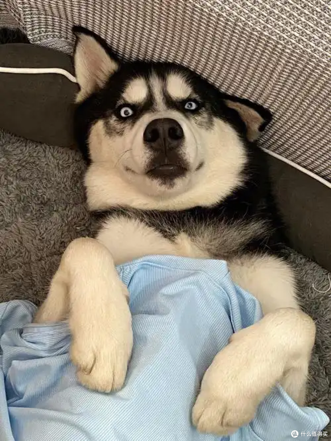 哈士奇爱拆家？不是调皮，是天性没处放_狗狗_什么值得买