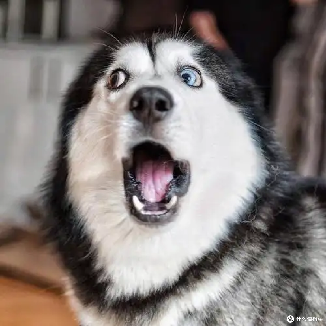 哈士奇爱拆家?不是调皮,是天性没处放
