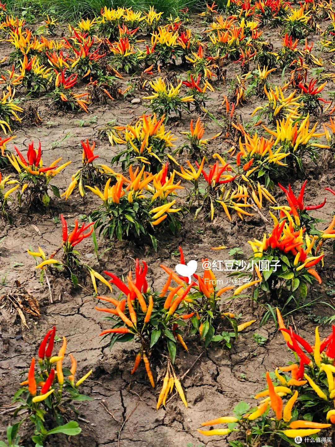 哈尔滨一公园,因“辣椒当观赏花”火了:谁出的馊主意,有创意~