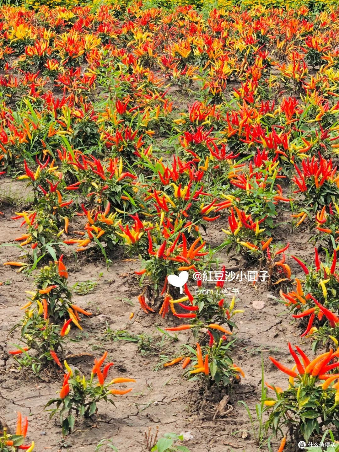 哈尔滨一公园,因“辣椒当观赏花”火了:谁出的馊主意,有创意~