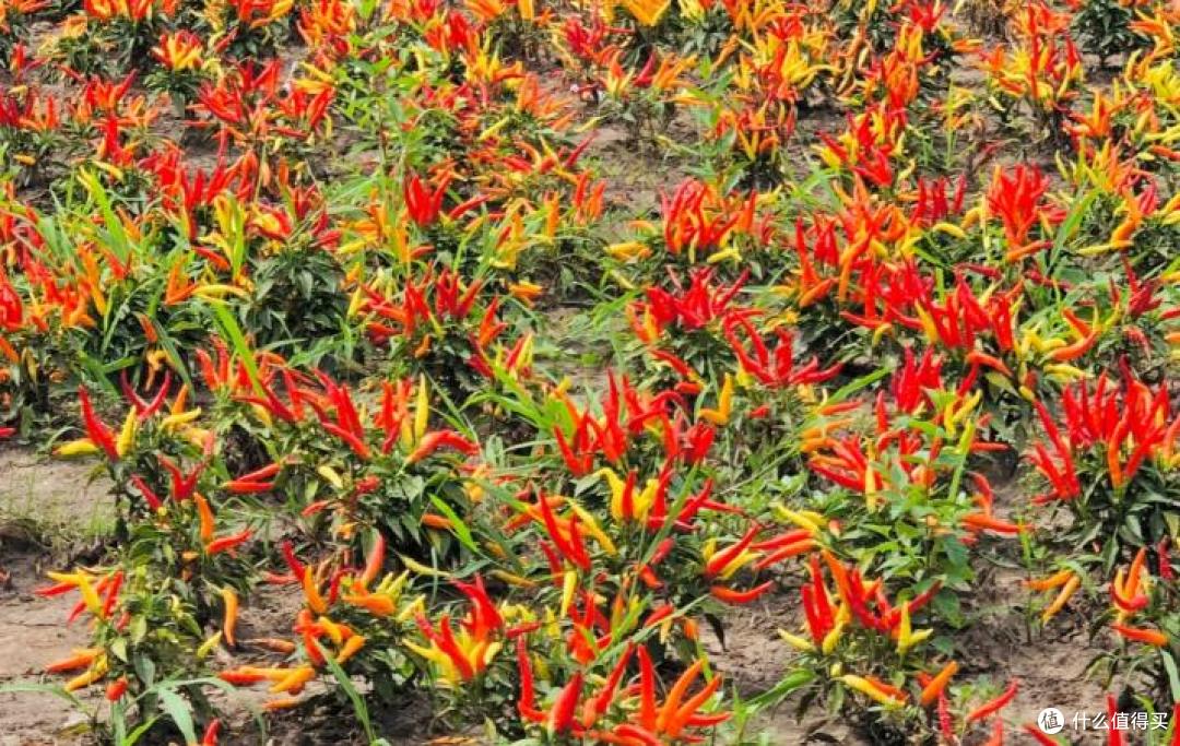 哈尔滨一公园,因“辣椒当观赏花”火了:谁出的馊主意,有创意~